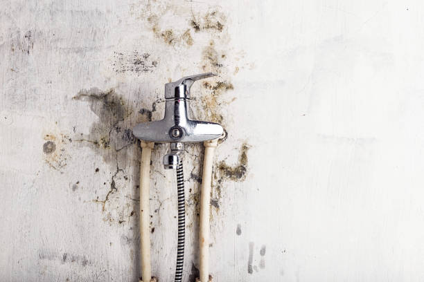 Best Basement Mold Remediation in Buffalo, MN