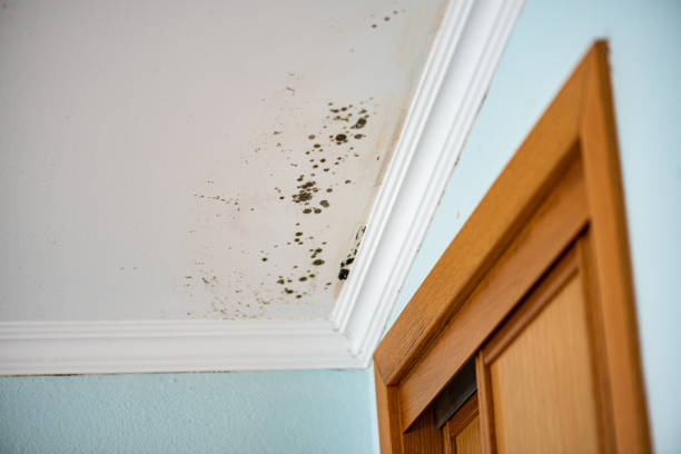 Best Crawl Space Mold Remediation in Buffalo, MN