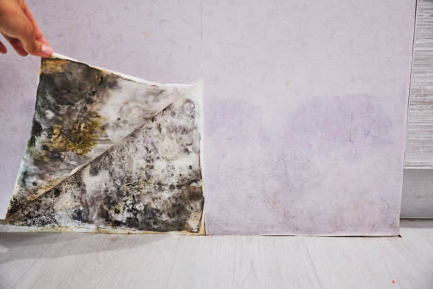 Best Mold Testing and Inspection Services in Buffalo, MN